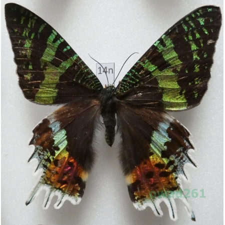 Chrysiridia rhipheus (Drury, 1773) Madagascar 75mm14n